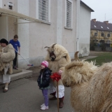 P1220059-w800-h600.jpg